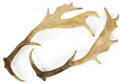 ANTLER-NEW-5586 CPD-1.jpg